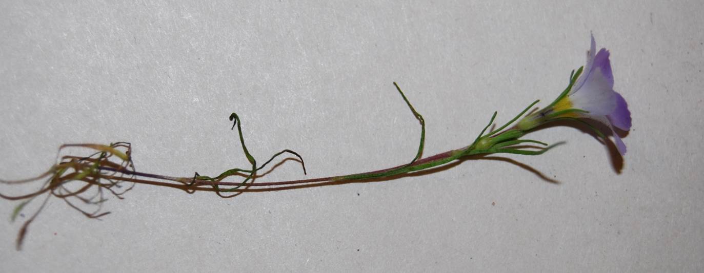 linanthus-dianthiflorus-13feb2015-37 linanthus-dianthiflorus-13feb2015-37