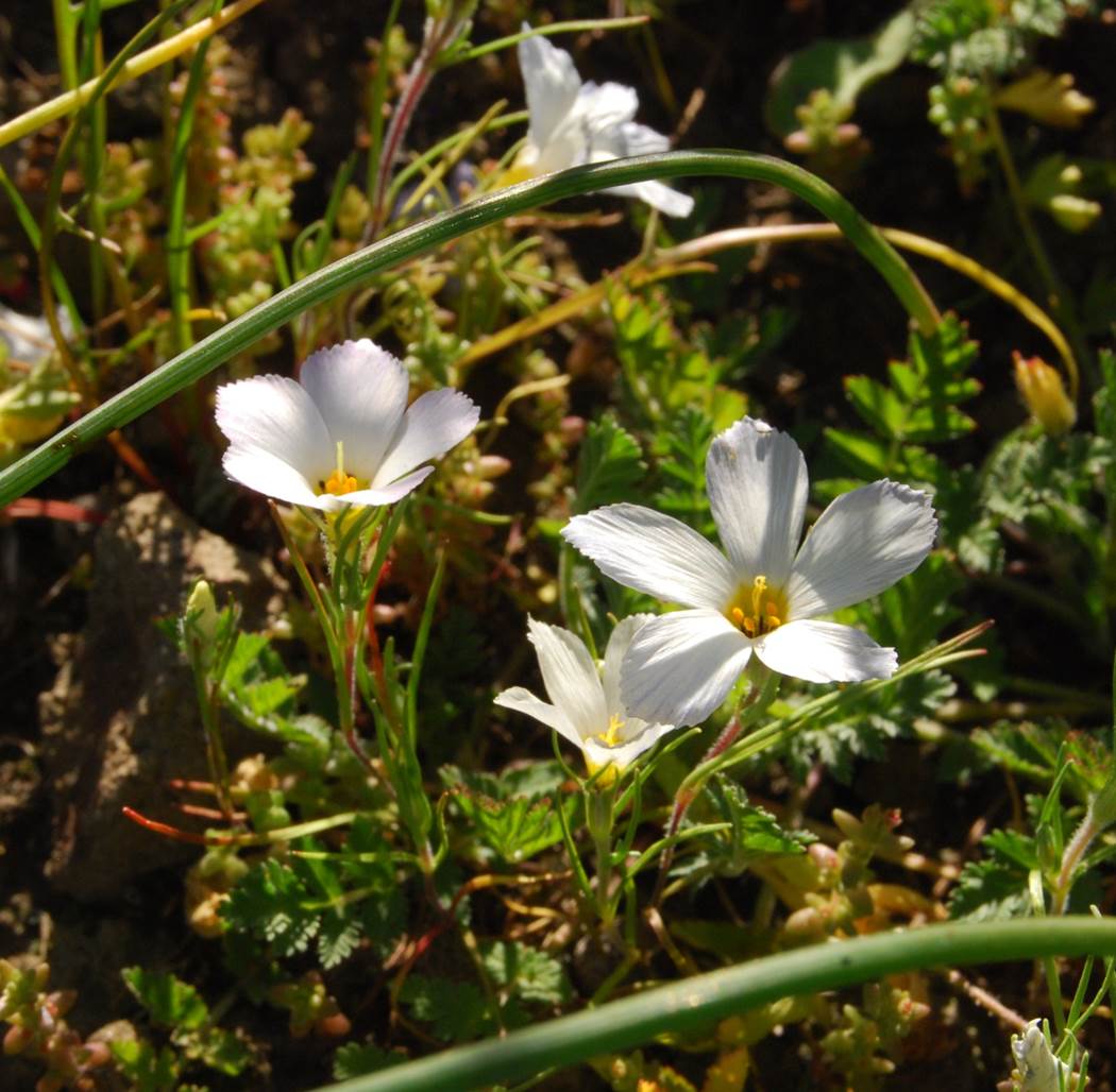linanthus-dianthiflorus-13feb2015-4 linanthus-dianthiflorus-13feb2015-4