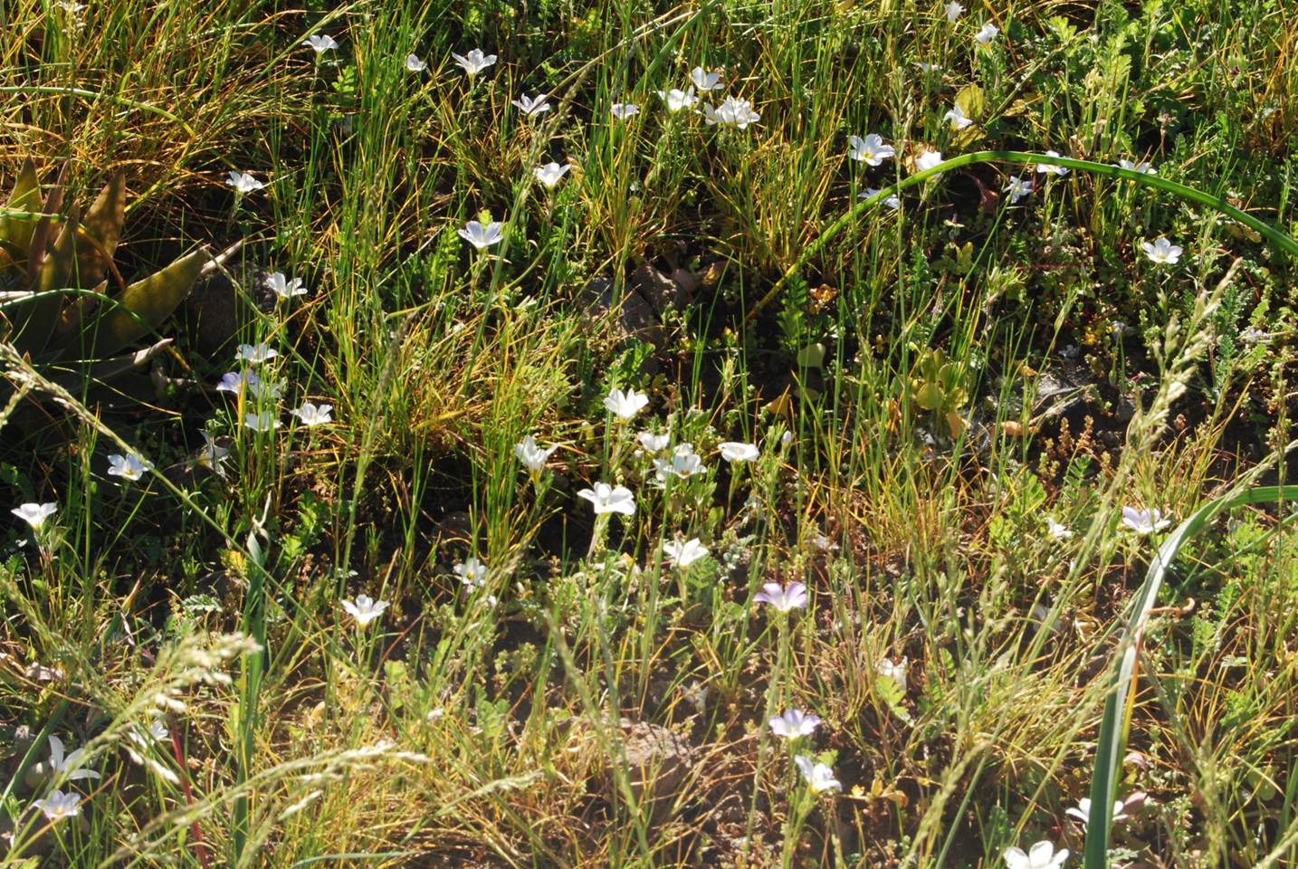 linanthus-dianthiflorus-13feb2015-7 linanthus-dianthiflorus-13feb2015-7