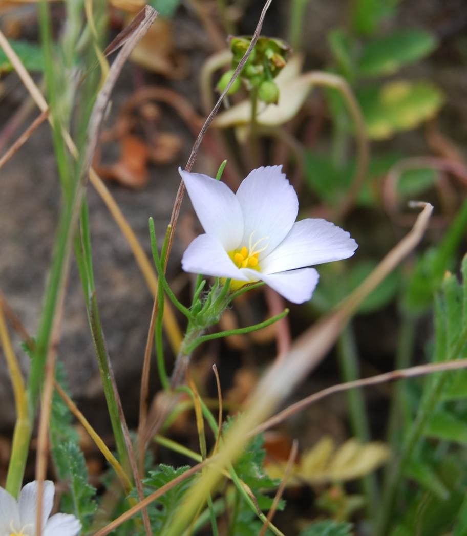 linanthus-dianthiflorus-16feb2015-14 linanthus-dianthiflorus-16feb2015-14