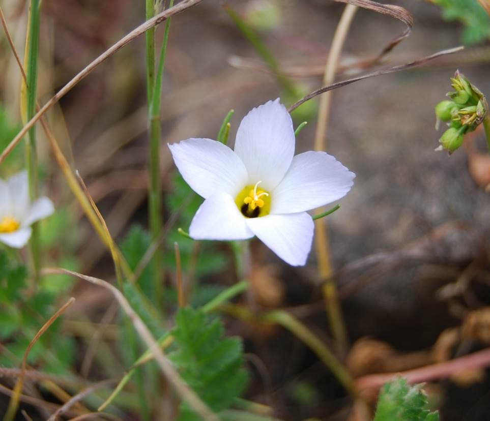 linanthus-dianthiflorus-16feb2015-23 linanthus-dianthiflorus-16feb2015-23