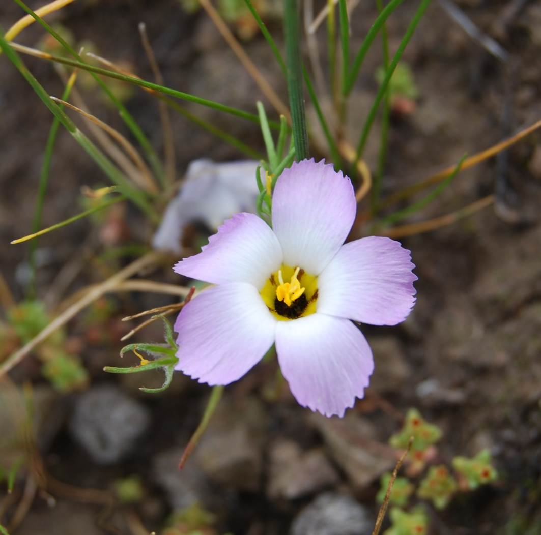linanthus-dianthiflorus-16feb2015-39 linanthus-dianthiflorus-16feb2015-39