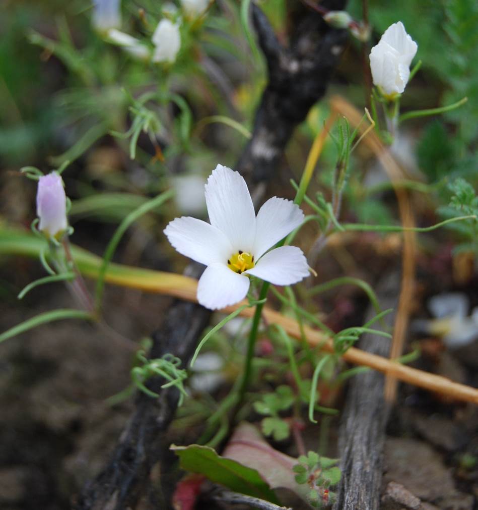 linanthus-dianthiflorus-16feb2015-5 linanthus-dianthiflorus-16feb2015-5
