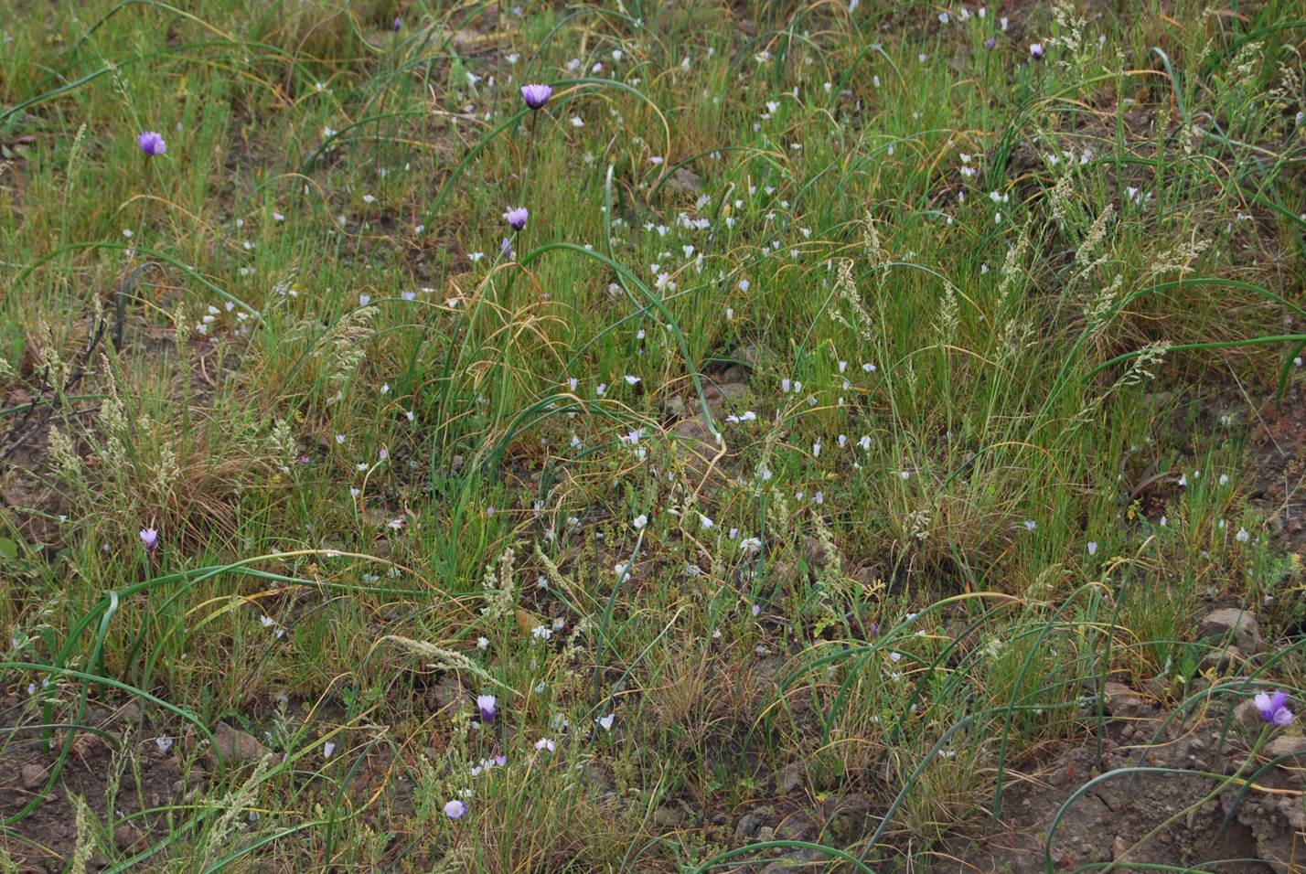 linanthus-dianthiflorus-16feb2015-54 linanthus-dianthiflorus-16feb2015-54