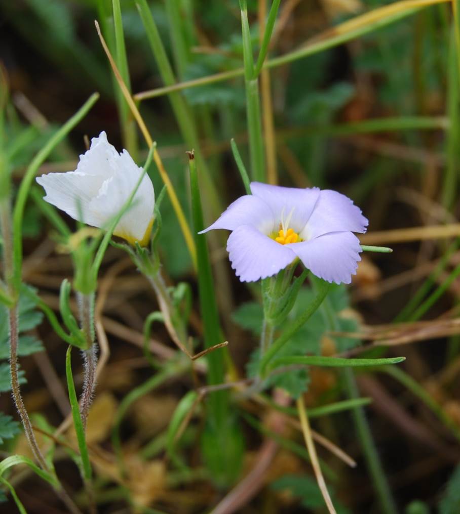 linanthus-dianthiflorus-16feb2015-55 linanthus-dianthiflorus-16feb2015-55