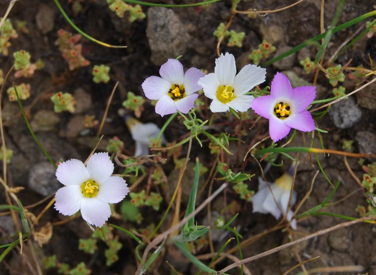 linanthus-dianthiflorus-16feb2015- linanthus-dianthiflorus-16feb2015-