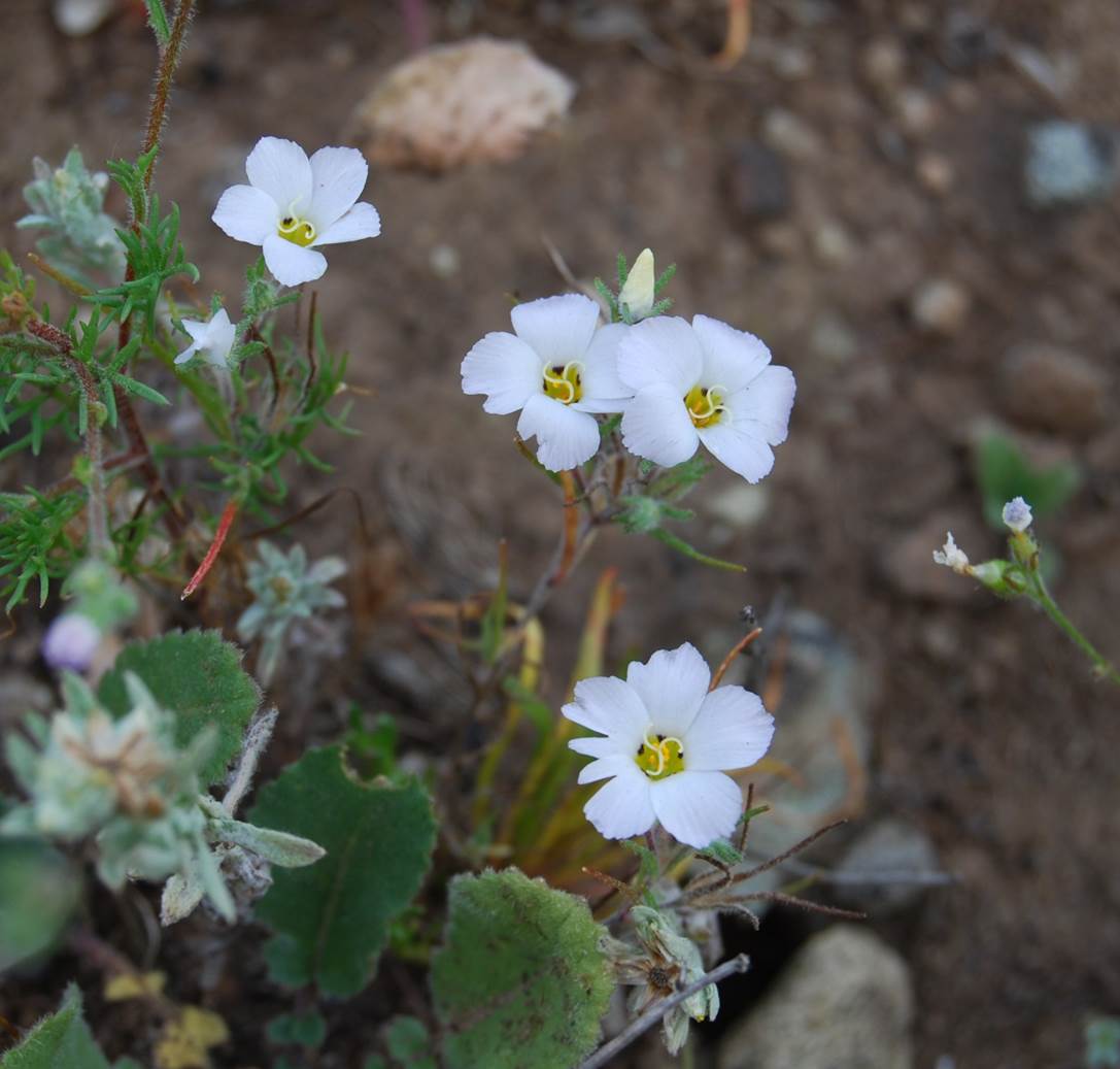 linanthus-dianthiflorus-18mar2015-12 linanthus-dianthiflorus-18mar2015-12