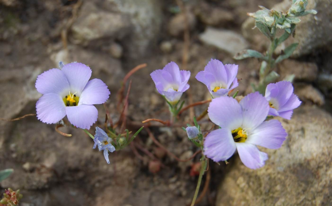 linanthus-dianthiflorus-18mar2015-45 linanthus-dianthiflorus-18mar2015-45