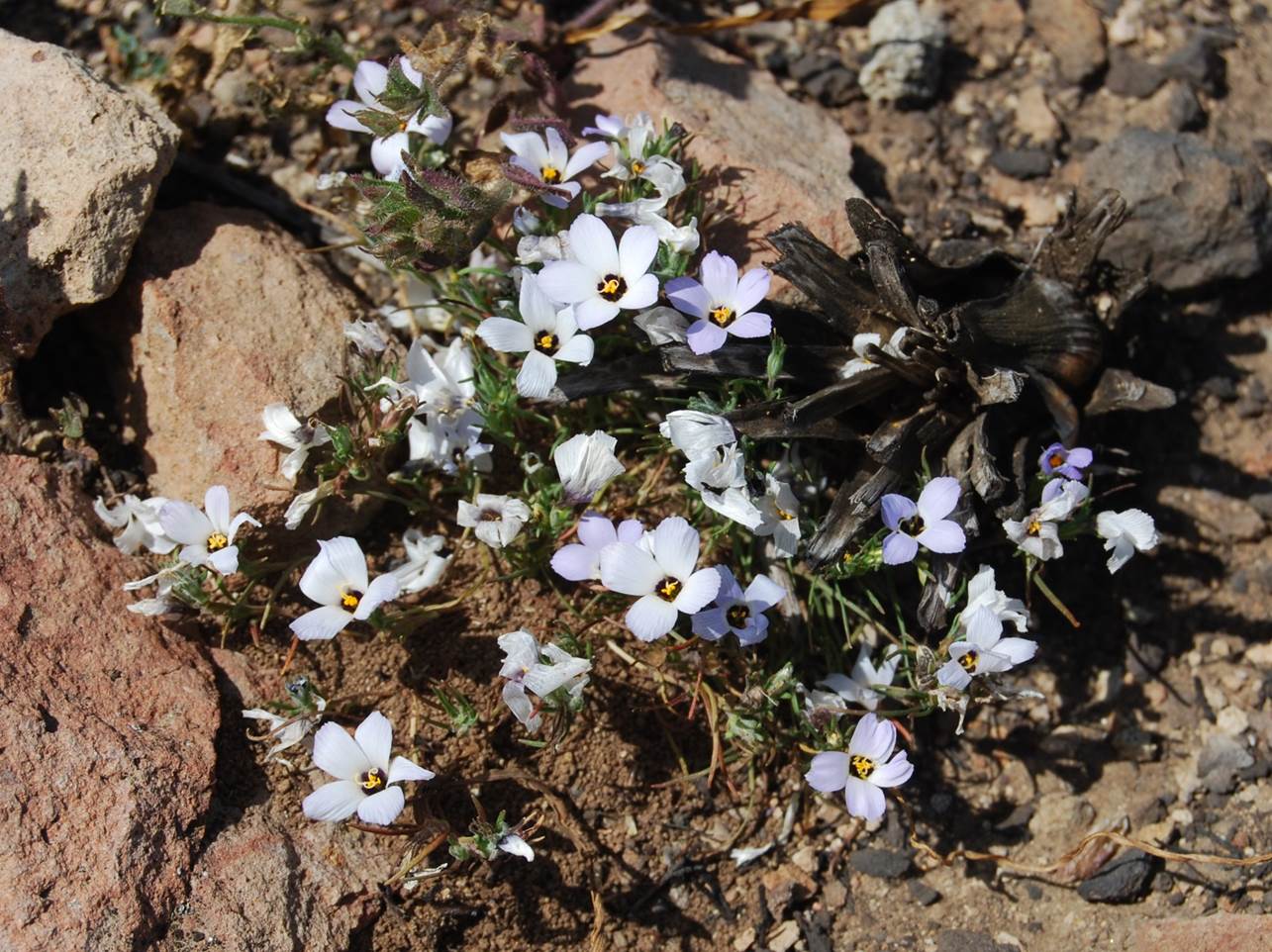 linanthus-dianthiflorus-20mar2015-13 linanthus-dianthiflorus-20mar2015-13