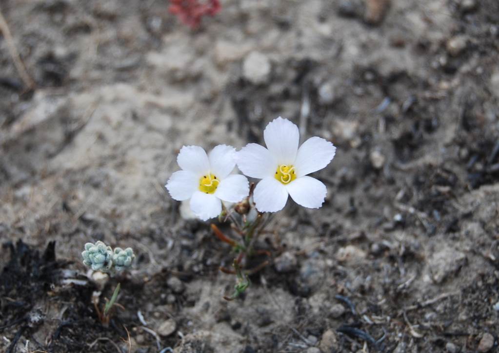 linanthus-dianthiflorus-4may2014-7 linanthus-dianthiflorus-4may2014-7