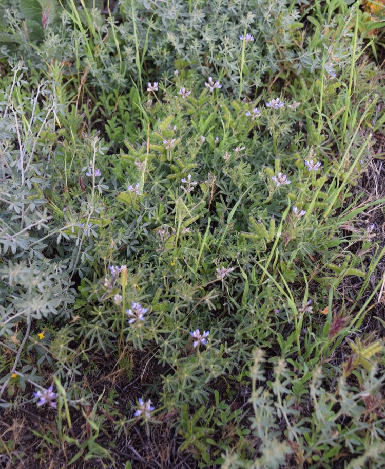 lupinus