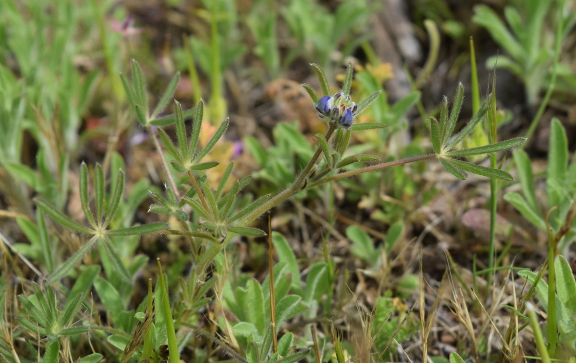 lupinus