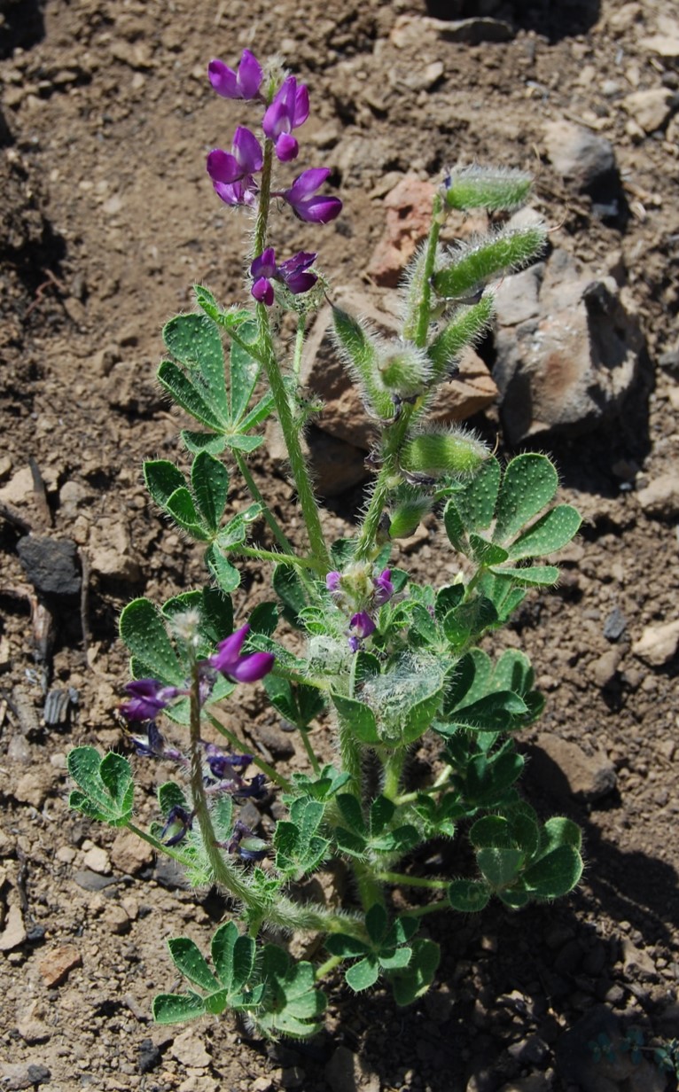 lupinus-hirsutissimum-12may2014-11