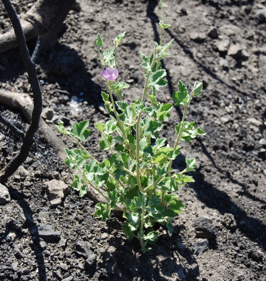 malacothamnus-fa…culatus-24sept2013-1 malacothamnus-fa…culatus-24sept2013-1