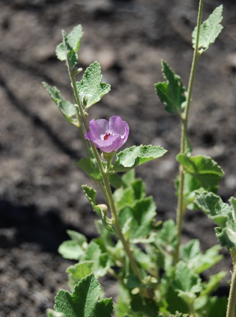 malacothamnus-fa…culatus-24sept2013-3 malacothamnus-fa…culatus-24sept2013-3