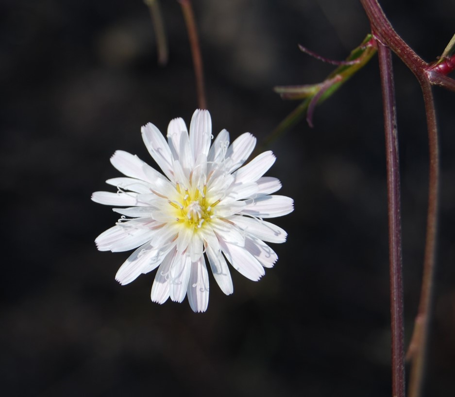 malacothrix-saxatilis-10sept2013-5