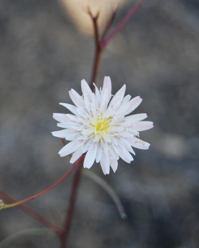 malacothrix-saxatilis-10sept2013-7
