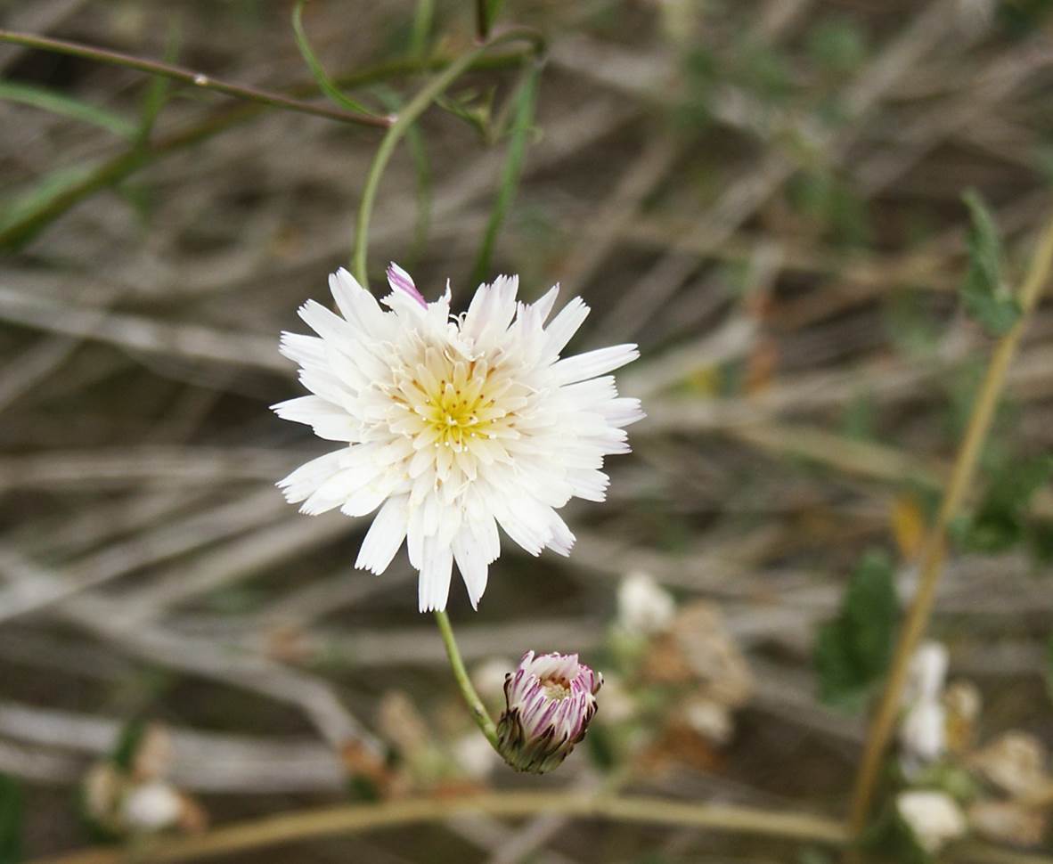 malacothrix-saxatilis-22june2003-b
