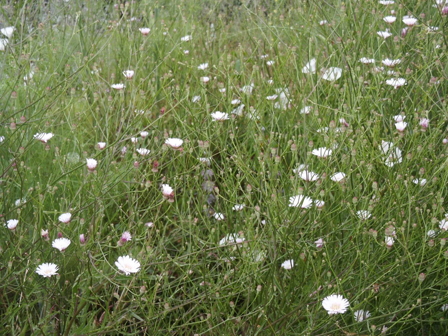 malacothrix-saxatilis-25ay2003-e