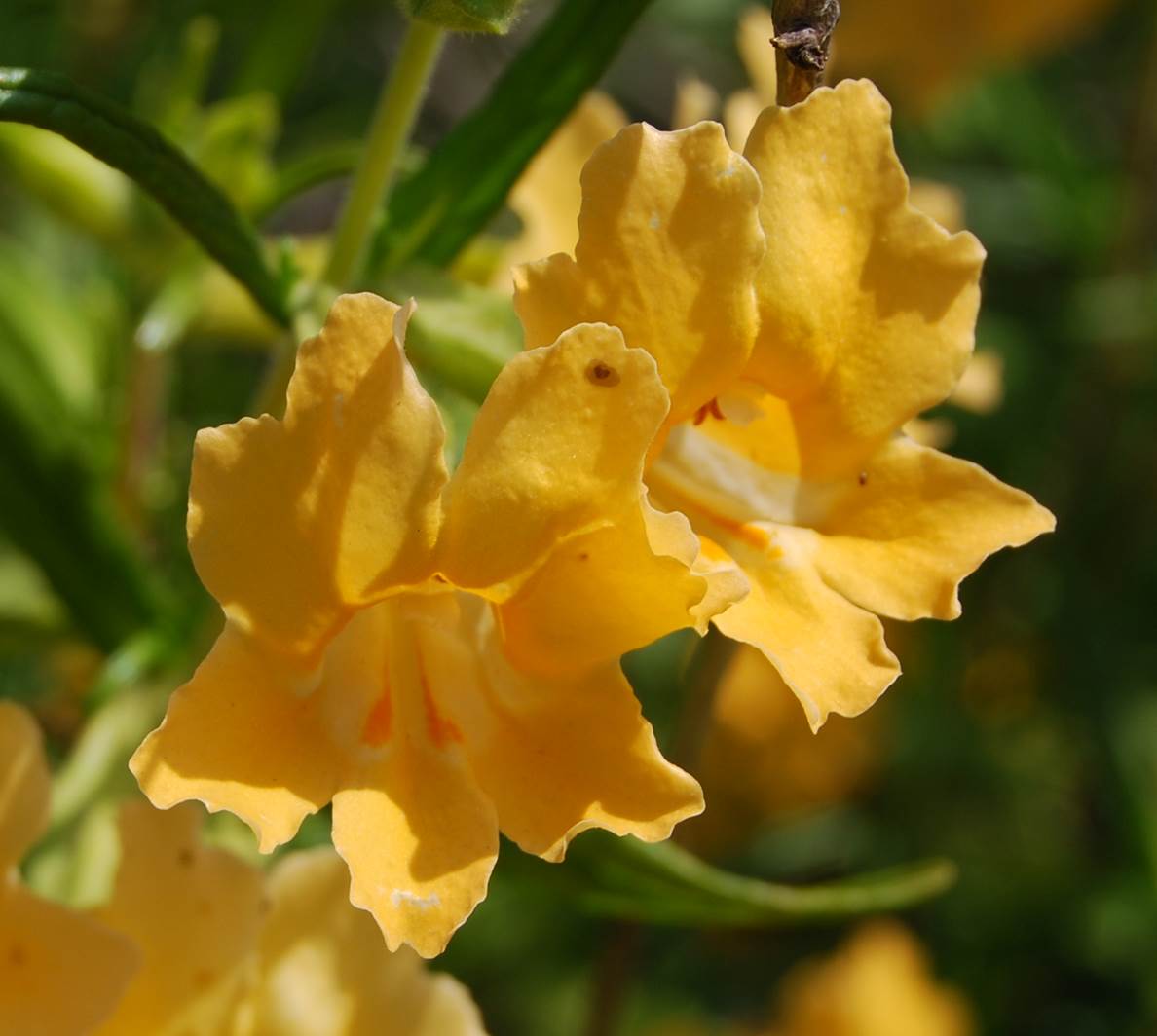 mimulus-aurantiacus-19apr2008-4