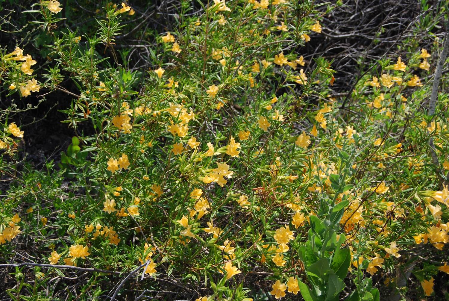 mimulus-aurantiacus-19apr2008-5