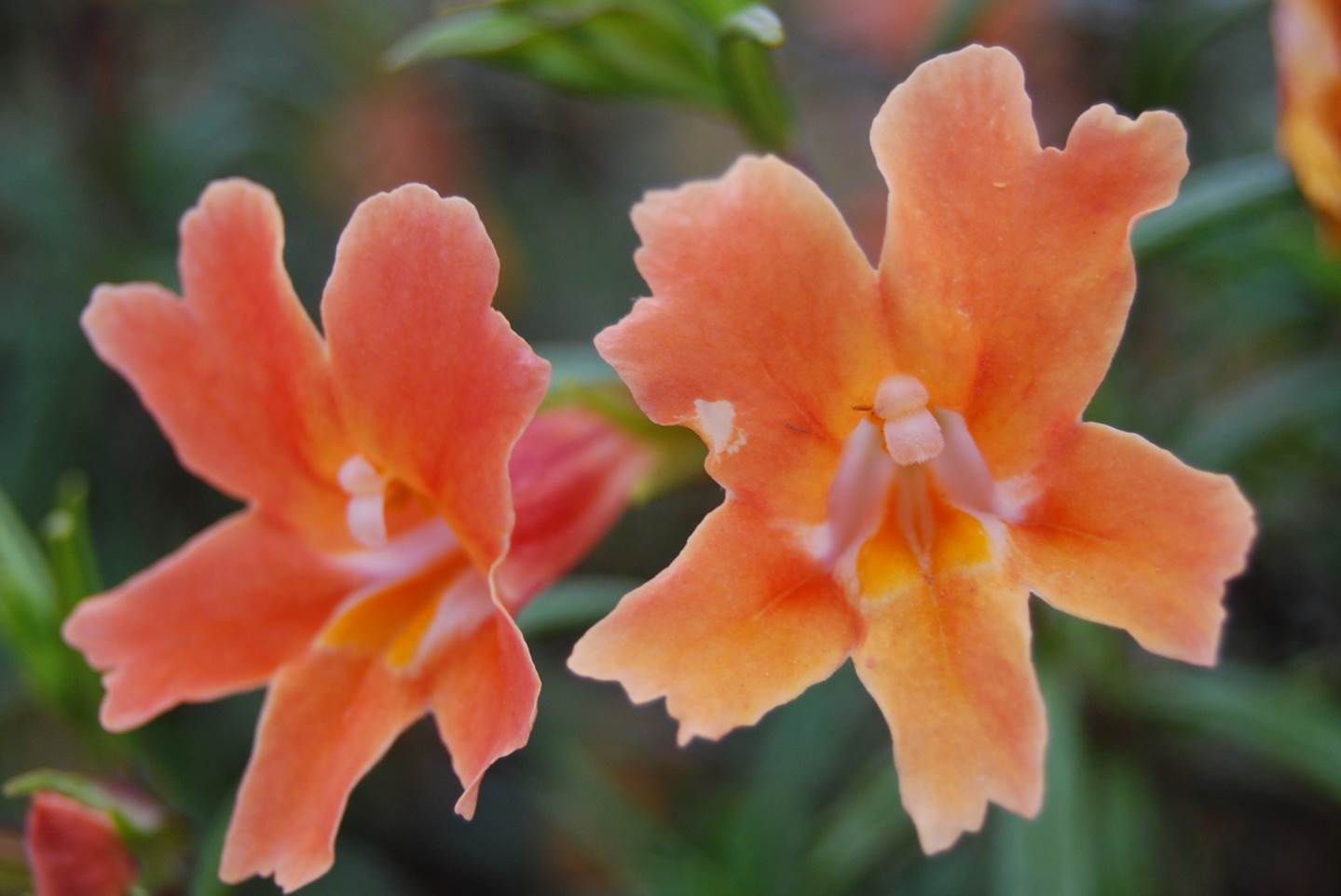 mimulus-aurantiacus-3apr2013-13