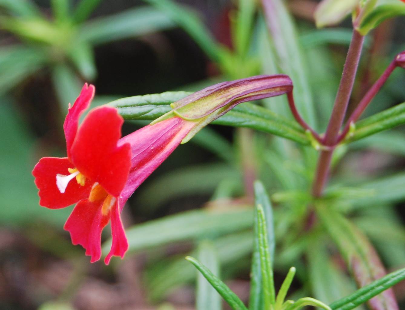 mimulus-aurantiacus-3apr2013-19