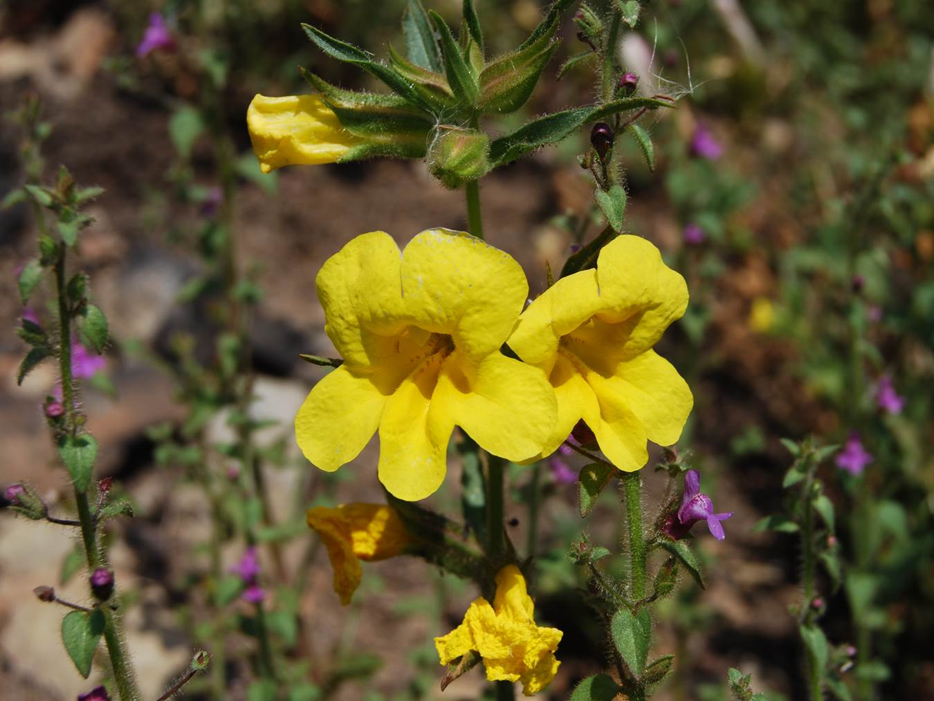 mimulus-brevipes-20mar2015-12