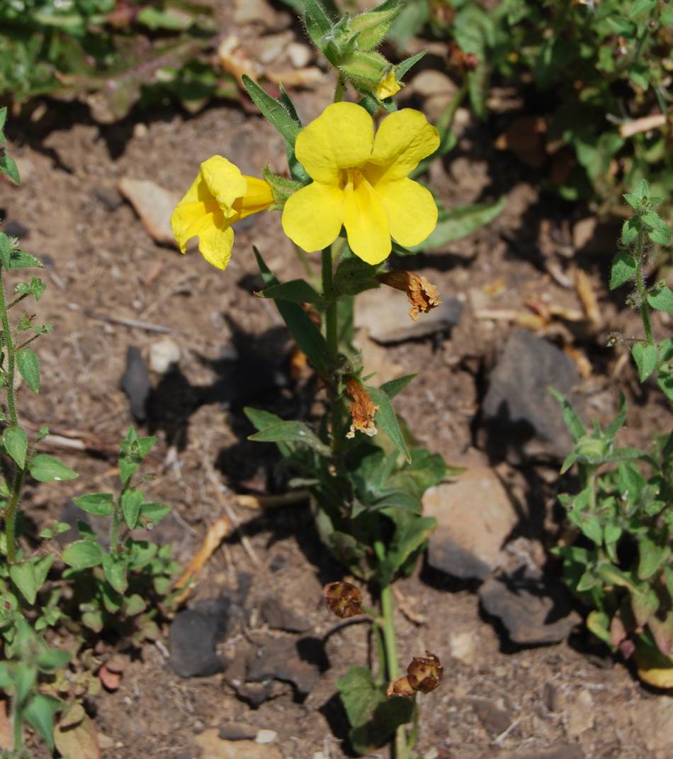 mimulus-brevipes-20mar2015-20