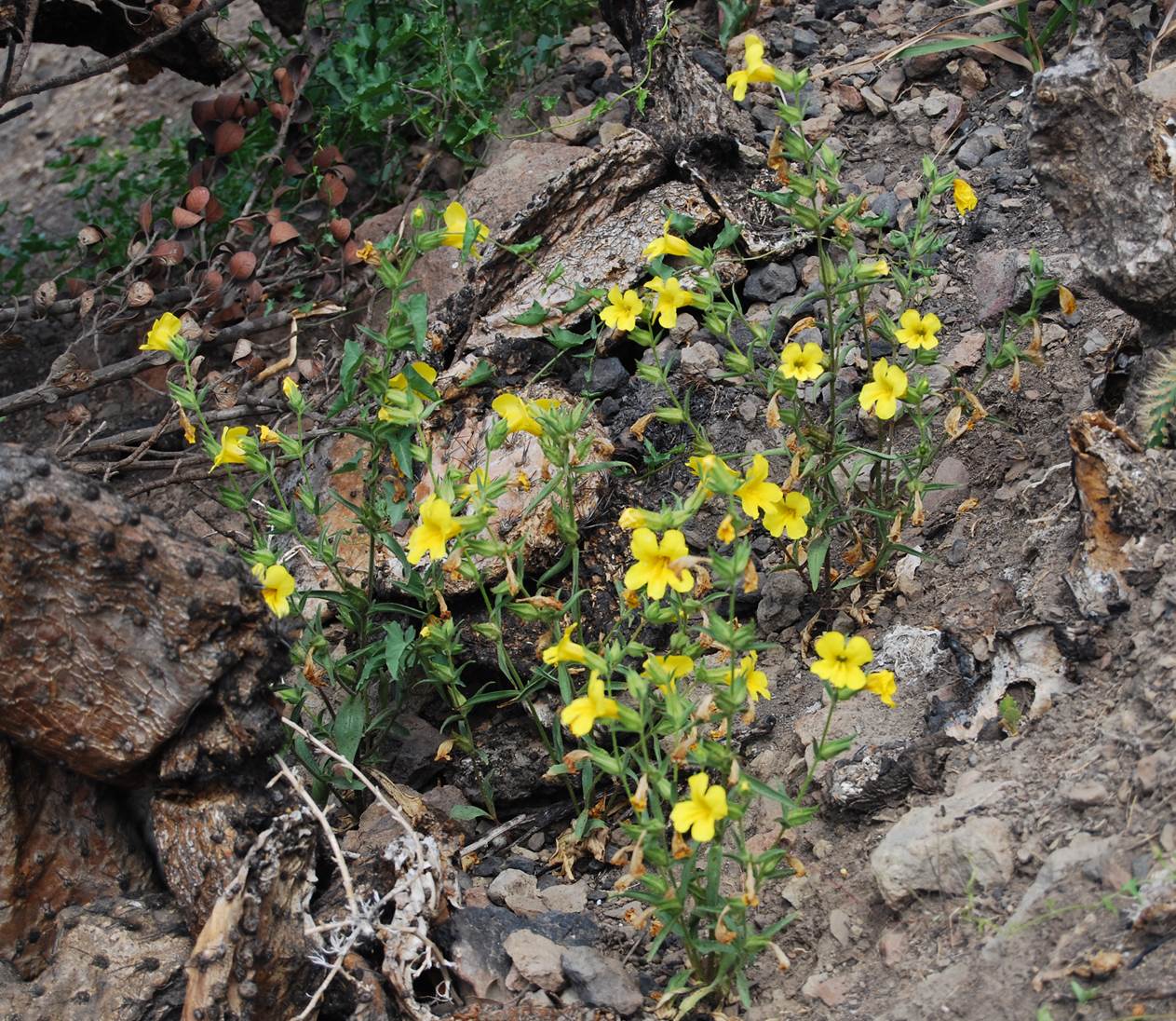 mimulus-brevipes-6june2014-17