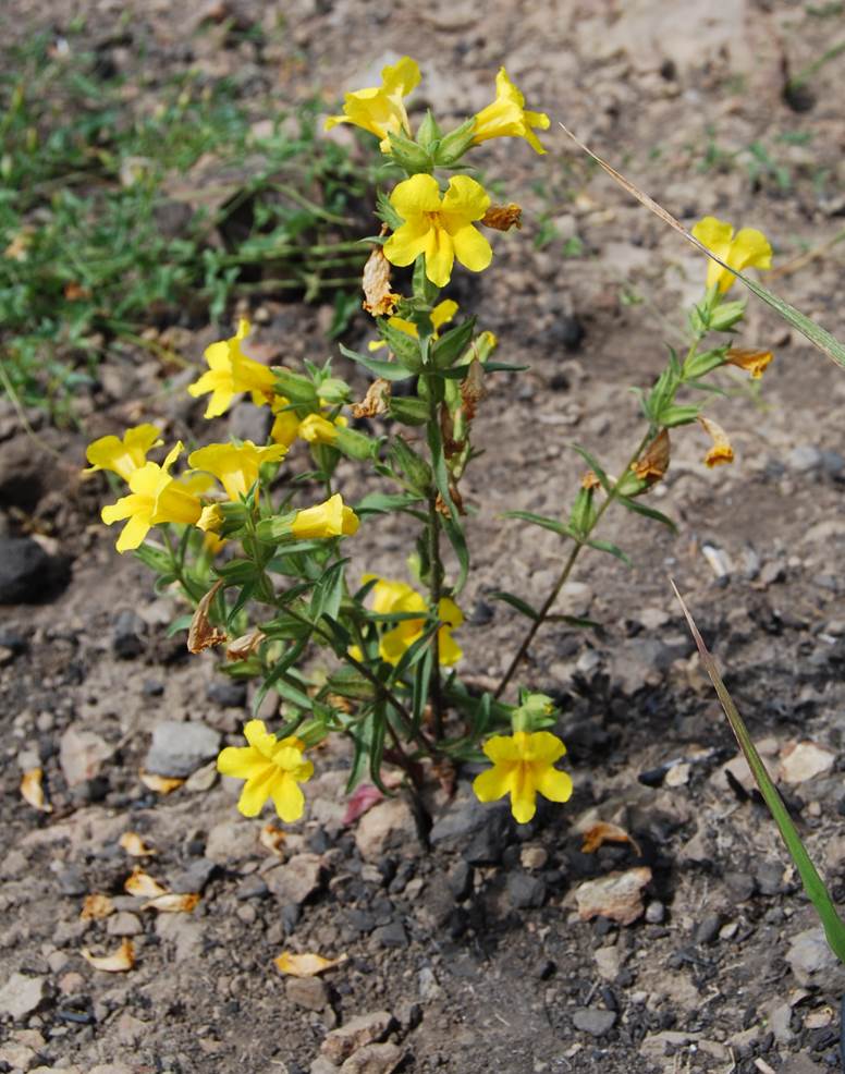 mimulus-brevipes-6june2014-2