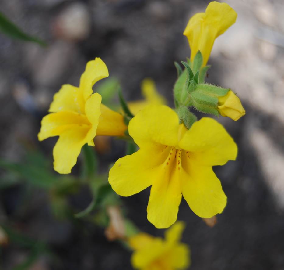 mimulus-brevipes-6june2014-4