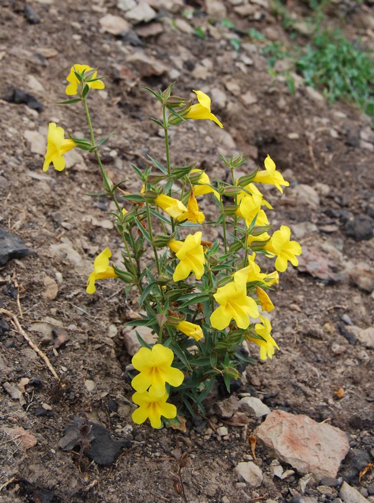 mimulus-brevipes-9june2014-19