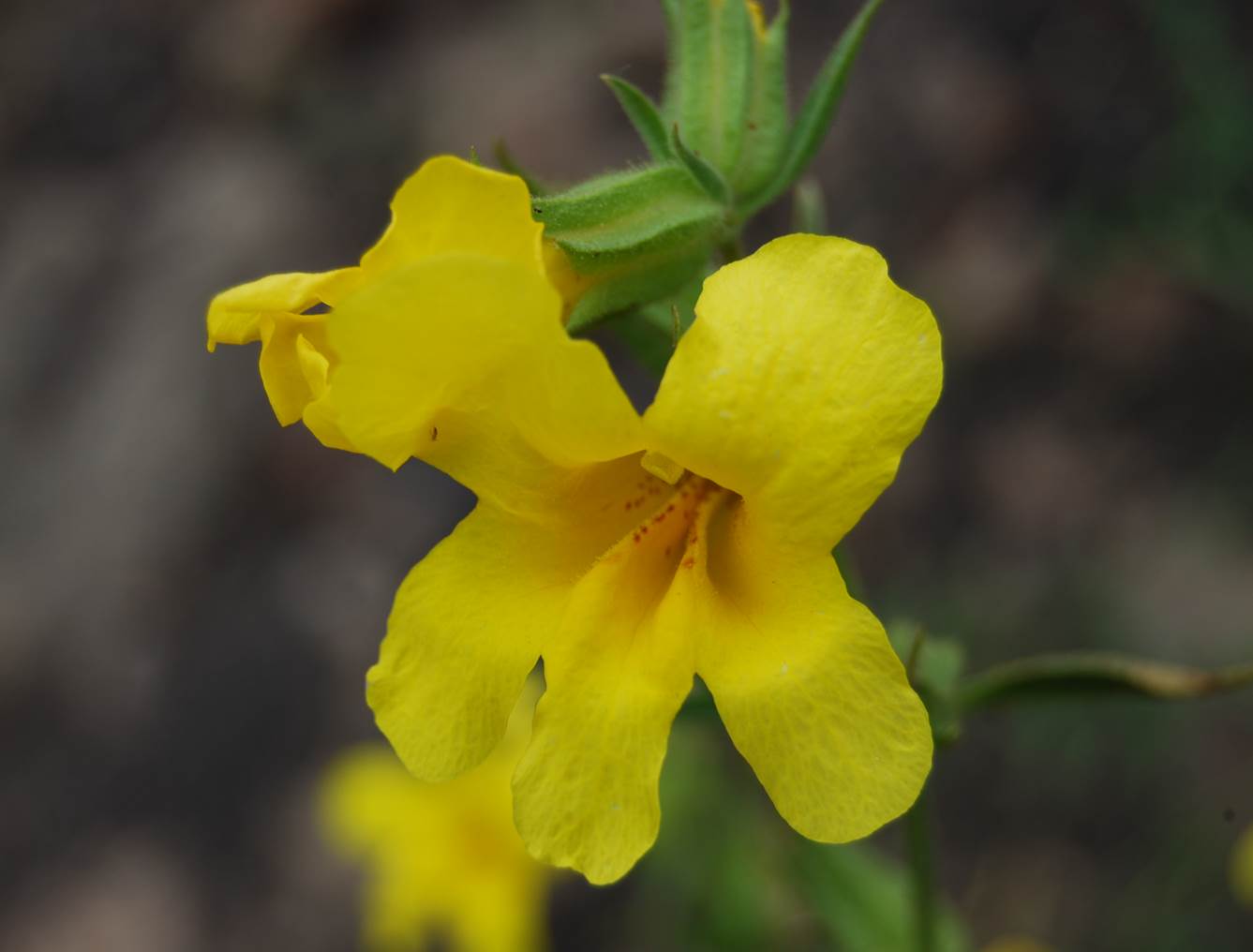 mimulus-brevipes-9june2014-4