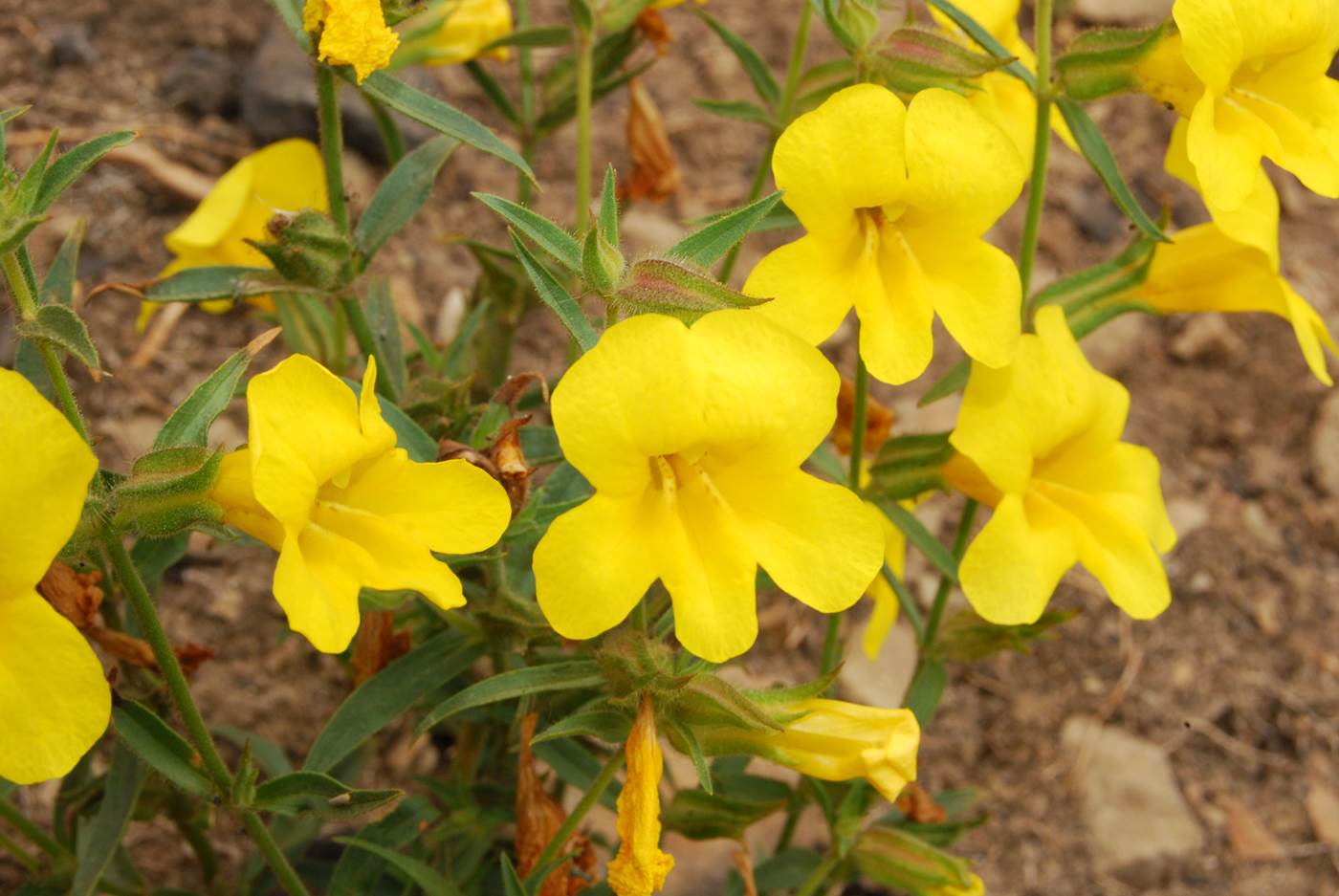 mimulus-brevipes-9une2014-23
