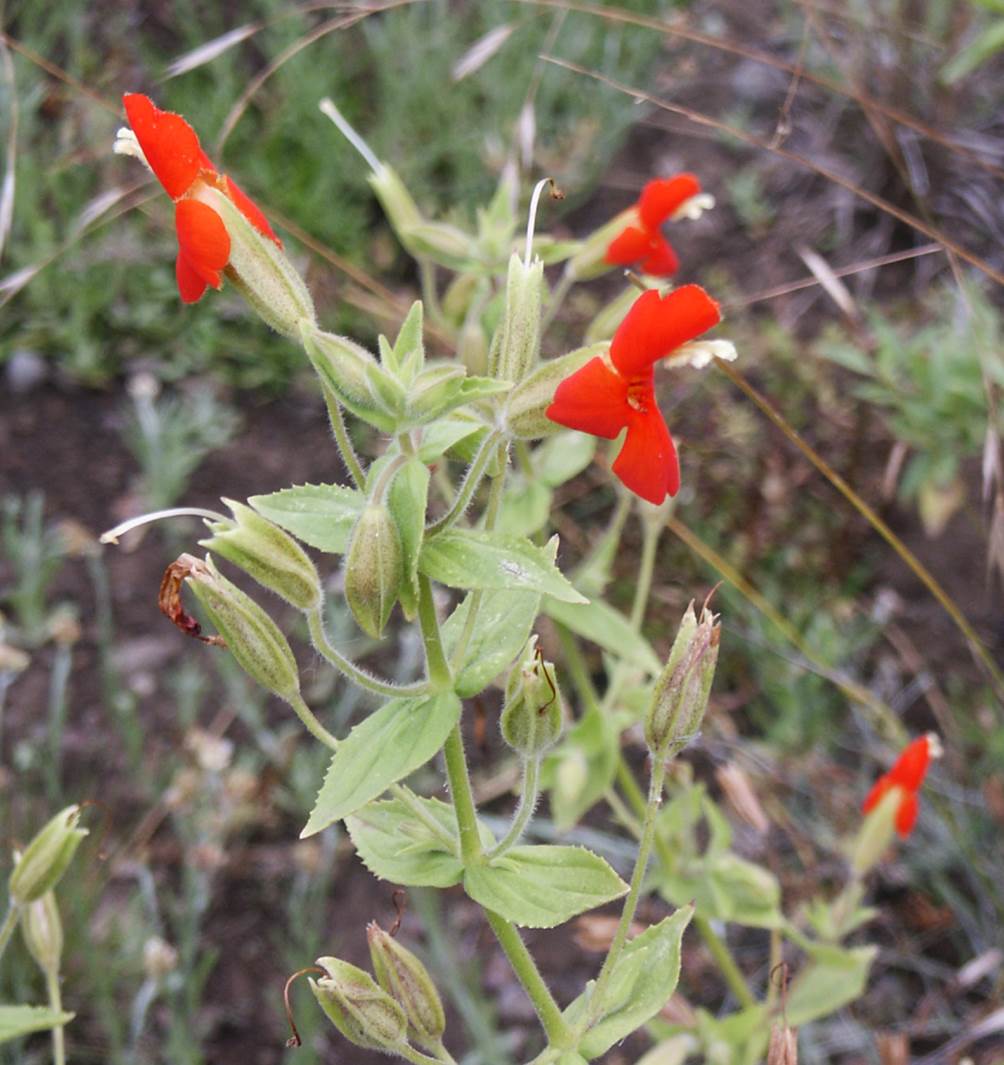 mimulus-cardinalis-29june2003-1