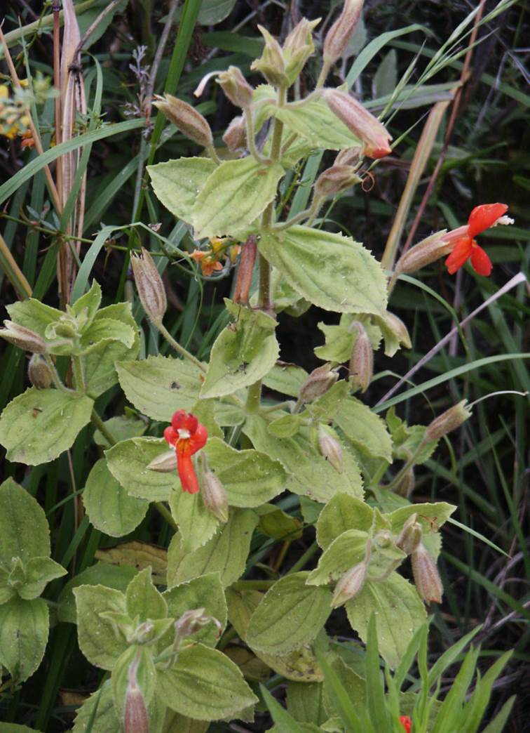 mimulus-cardinalis-29june2003-2