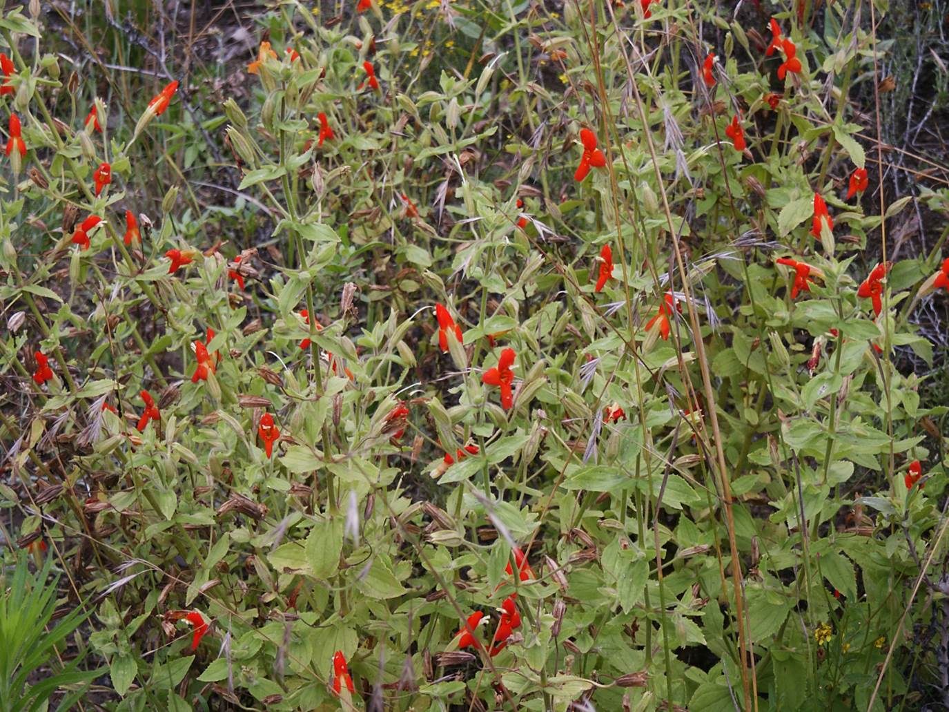 mimulus-cardinalis-29june2003-3