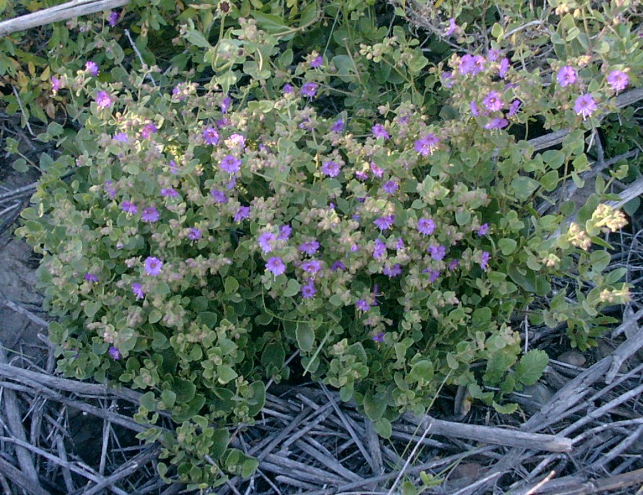mirabilis-laevis-31mar2003-b