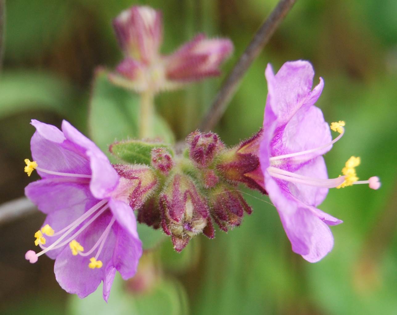 mirabilis-laevis-7mar2013-1