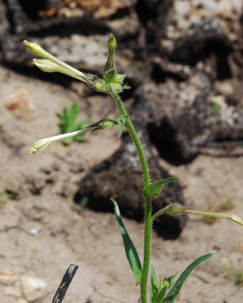 nicotiana-quadrivalvis-26apr2014-4