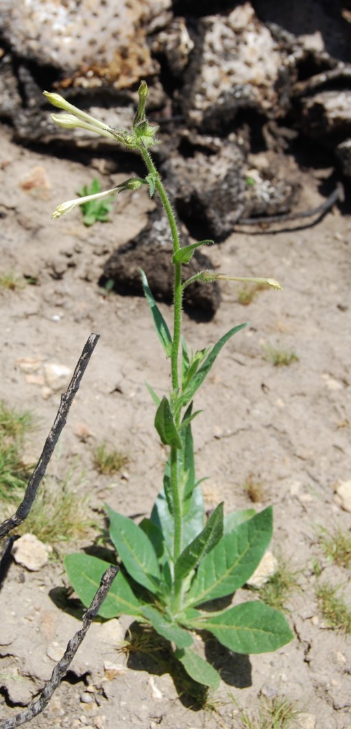 nicotiana-quadrivalvis-26apr2014-6