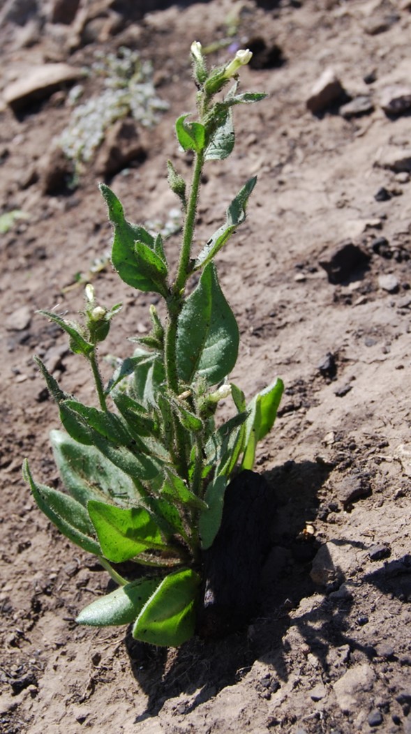nicotiana-quadrivalvis-2may2014-1