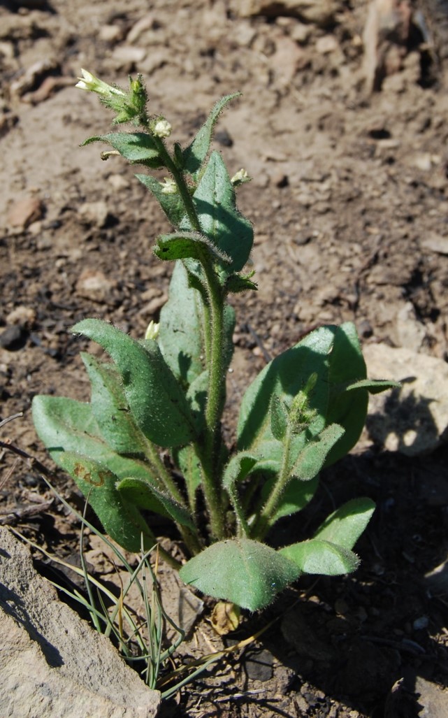 nicotiana-quadrivalvis-2may2014-13