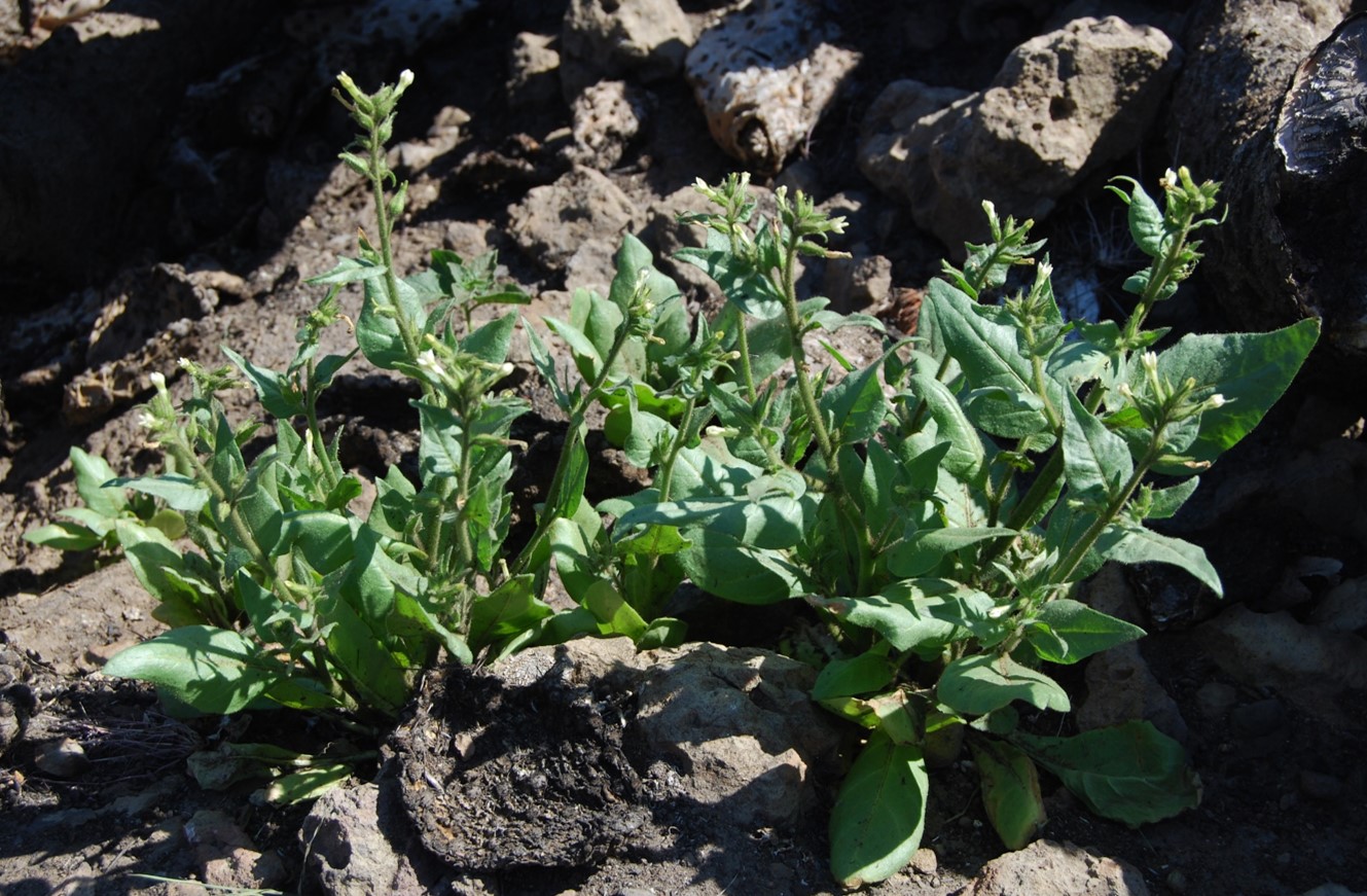 nicotiana-quadrivalvis-2may2014-20
