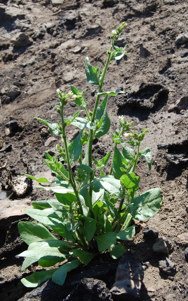 nicotiana-quadrivalvis-2may2014-8