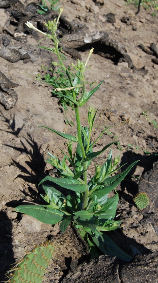 nicotiana-quadrivalvis-9may2014-2