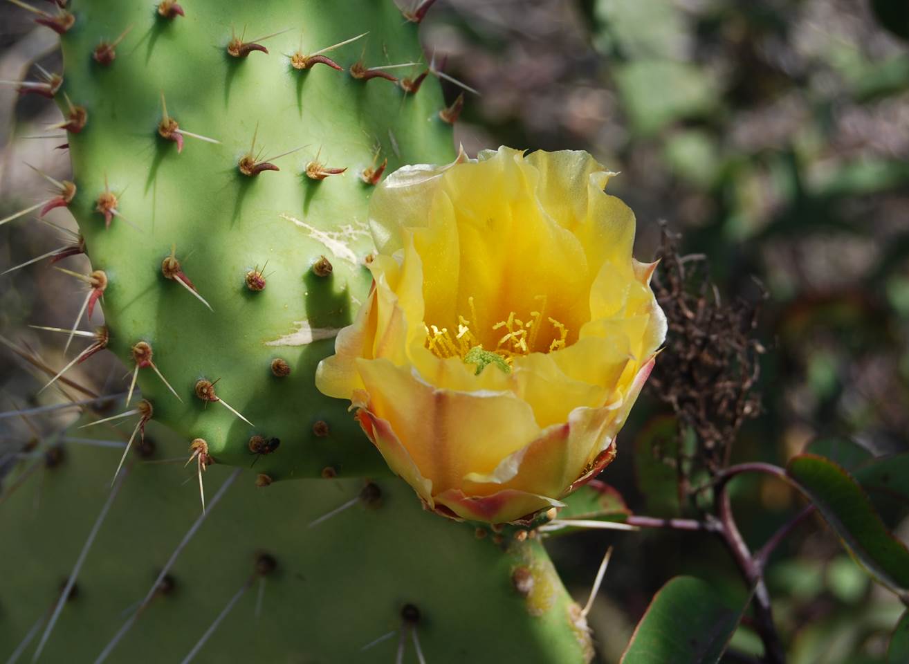 opuntia-littoralis-23apr2013-4