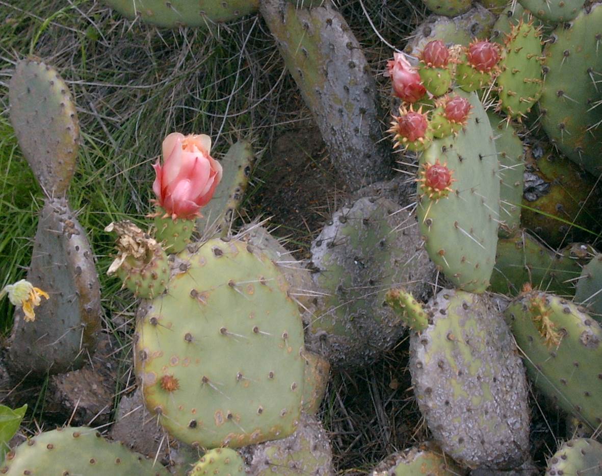 opuntia-littoralis-23feb2003-a