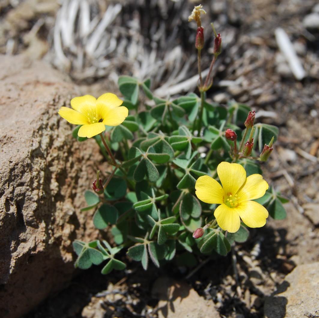 oxalis-californica-23may2014-8 oxalis-californica-23may2014-8